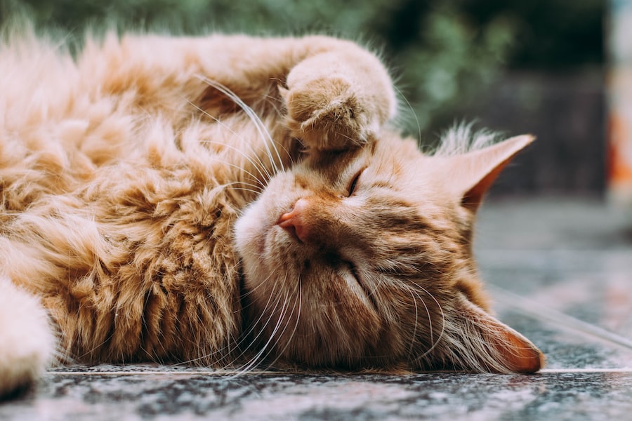 orange Persian cat sleeping